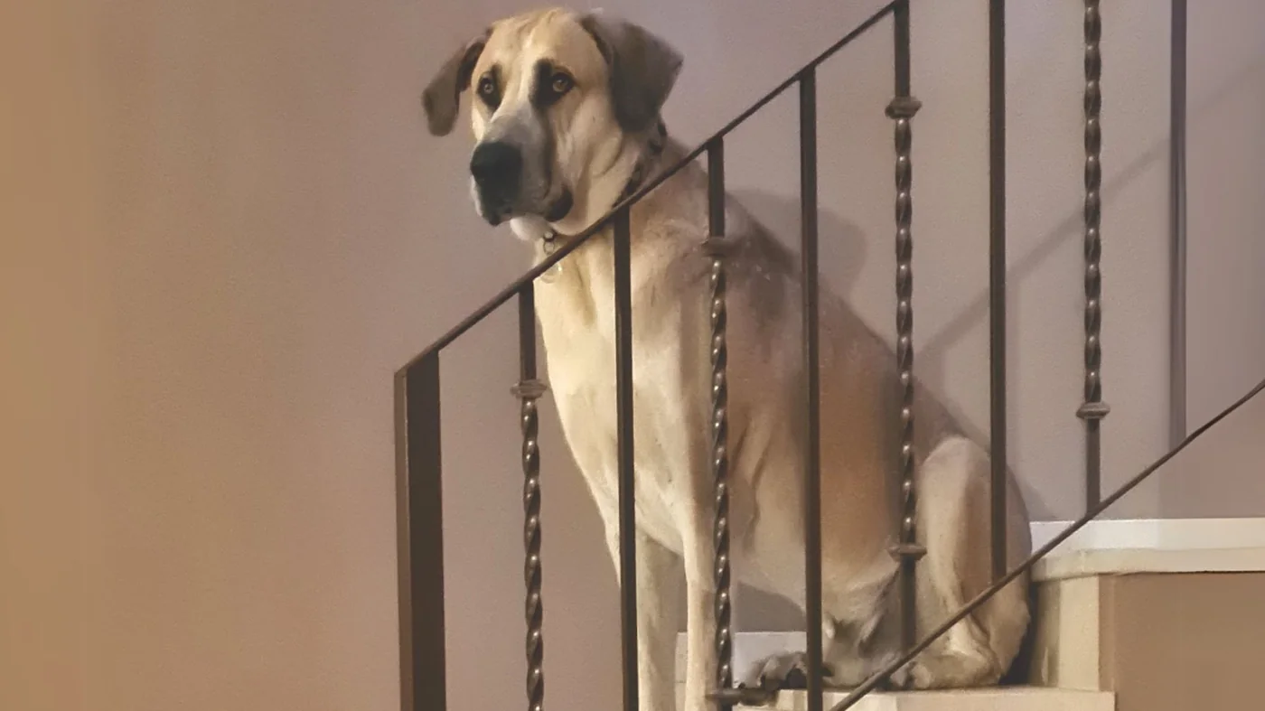 Large dog relaxing at Villa Lobos